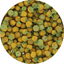Load image into Gallery viewer, Freeze Dried Buzz Button Edible Flower