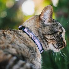 Load image into Gallery viewer, Cat Collar Breakaway - Flag Transgender Baby Blue Baby Pink White