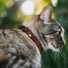 Load image into Gallery viewer, Cat Collar Breakaway with Bell - Willy Wonka and the Chocolate Factory WONKA Chocolate Bar Browns